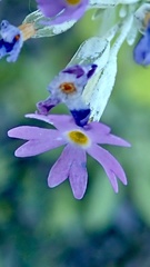 Primula mistassinica