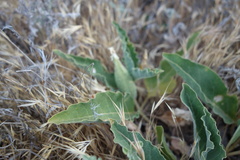 Asclepias nyctaginifolia