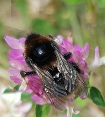 Bombus subterraneus