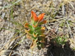 Castilleja glandulosa