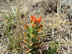 Castilleja glandulosa