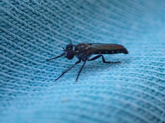 Coleomyia