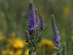 Veronica orchidea