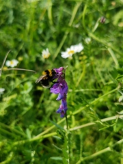 Bombus jonellus