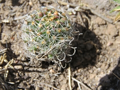 Echinofossulocactus phyllacanthus