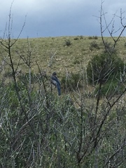 Aphelocoma woodhouseii