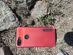 Echinofossulocactus phyllacanthus