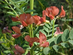 Indigofera miniata