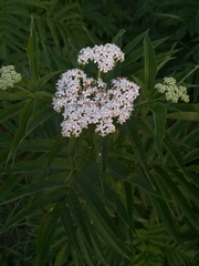 Sambucus ebulus