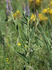 Veronica orchidea