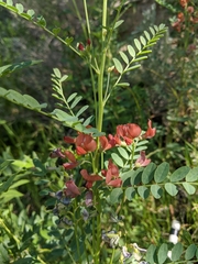 Indigofera miniata