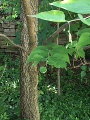 Celtis occidentalis