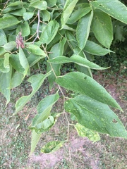 Celtis occidentalis