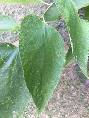 Celtis occidentalis