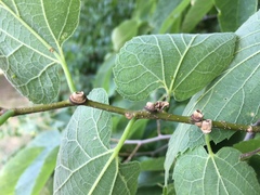 Celtis occidentalis