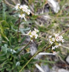 Valeriana saxatilis