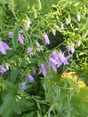 Campanula rapunculoides