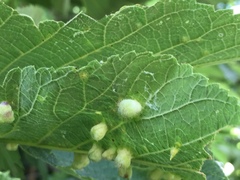 Pachypsylla celtidismamma