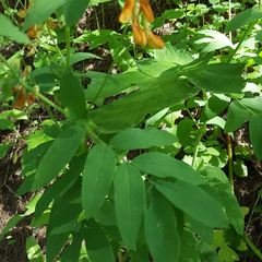 Lathyrus laevigatus occidentalis