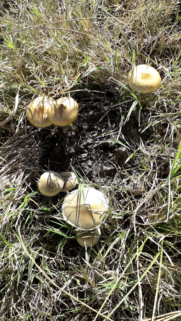 Psilocybe cubensis · June 2020 · photo: © elbeltrocco (iNaturalist, cc-by)