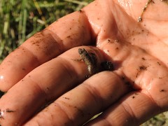 Pseudopaludicola falcipes