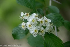Crataegus punctata