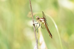 Libellula cyanea