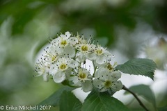 Crataegus punctata