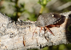 Holcostethus abbreviatus