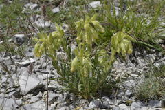 Onosma fastigiata