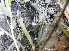 Pseudopaludicola falcipes