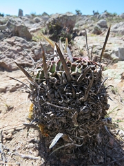 Echinofossulocactus pentacanthus