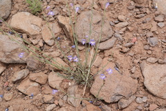 Penstemon linarioides