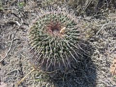 Mammillaria gigantea