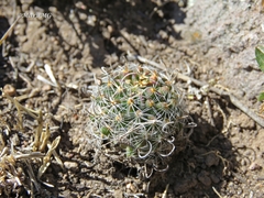 Echinofossulocactus phyllacanthus