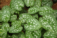 Pulmonaria saccharata