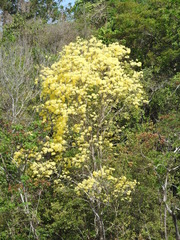 Handroanthus serratifolius