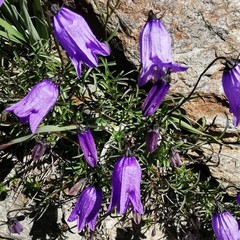 Campanula excisa