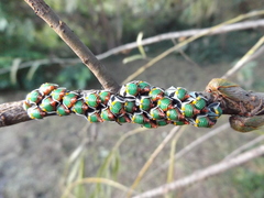 Metcalfiella vicina