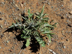 Berkheya carlinifolia