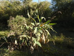 Pseudopaludicola falcipes