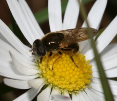 Cheilosia nebulosa