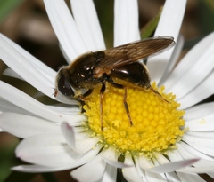 Cheilosia nebulosa
