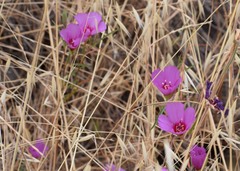 Clarkia purpurea