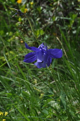 Aquilegia alpina