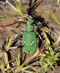 Cicindela ohlone