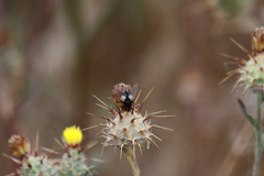 Leucostoma