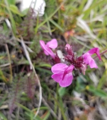 Pedicularis rostratocapitata
