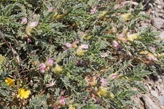 Astragalus creticus