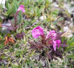 Pedicularis rostratocapitata
